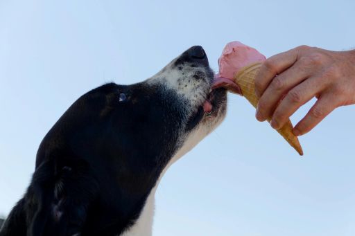 Homemade Frozen Dog Treats to Keep Your Pup Cool