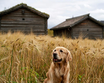 Why Choose a Veteran & Family-Owned Dog Treat Company