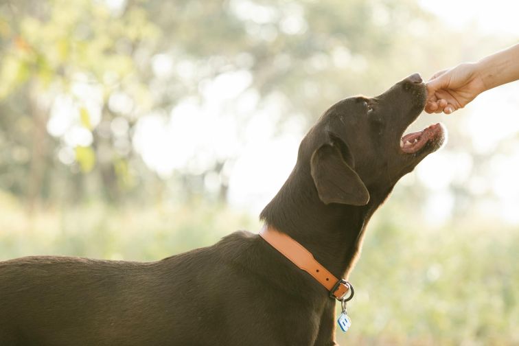 Healthy Rewards: Training Treats Without the Guilt