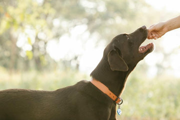 Best Dog Training Treats: What Professional Trainers Recommend