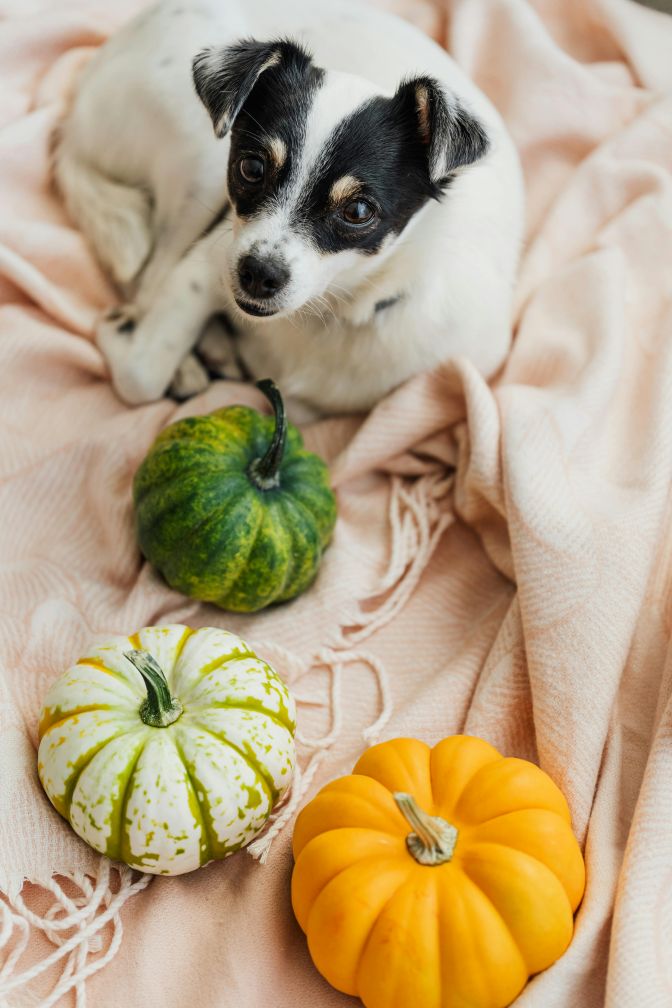 Top Vegan Dog Treat Recipes