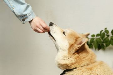 The Science Behind Freeze-Dried Dog Treats: A Revolution in Pet Nutrition