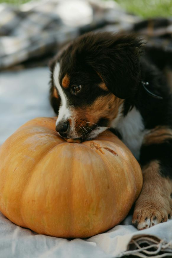 Healthy Pumpkin-Based Dog Treats Your Pup Will Love