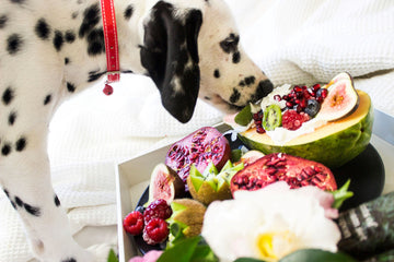 Superfoods for Dogs: Ingredients to Look for in Treats