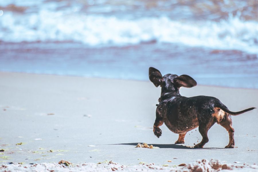 The Benefits of Omega-3 in Dog Treats: Why You Should Add Them to Your Dog’s Diet