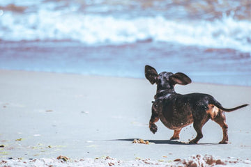 The Benefits of Omega-3 in Dog Treats: Why You Should Add Them to Your Dog’s Diet