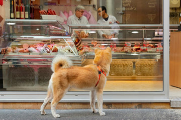 How to Store Dog Treats for Maximum Freshness