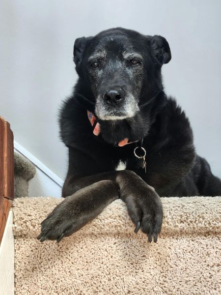 Training Treats for Senior Dogs: What to Consider