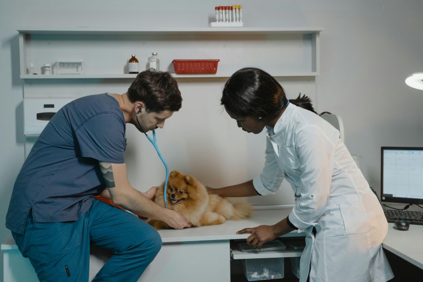 Probiotics for Dogs: Can Treats Improve Gut Health?