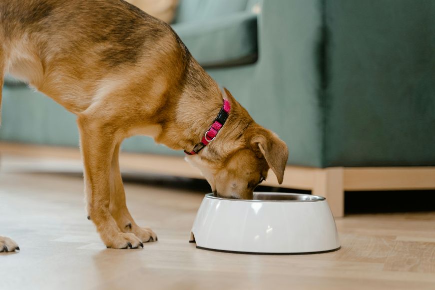 Portion Control: Keeping Training Treats in Check