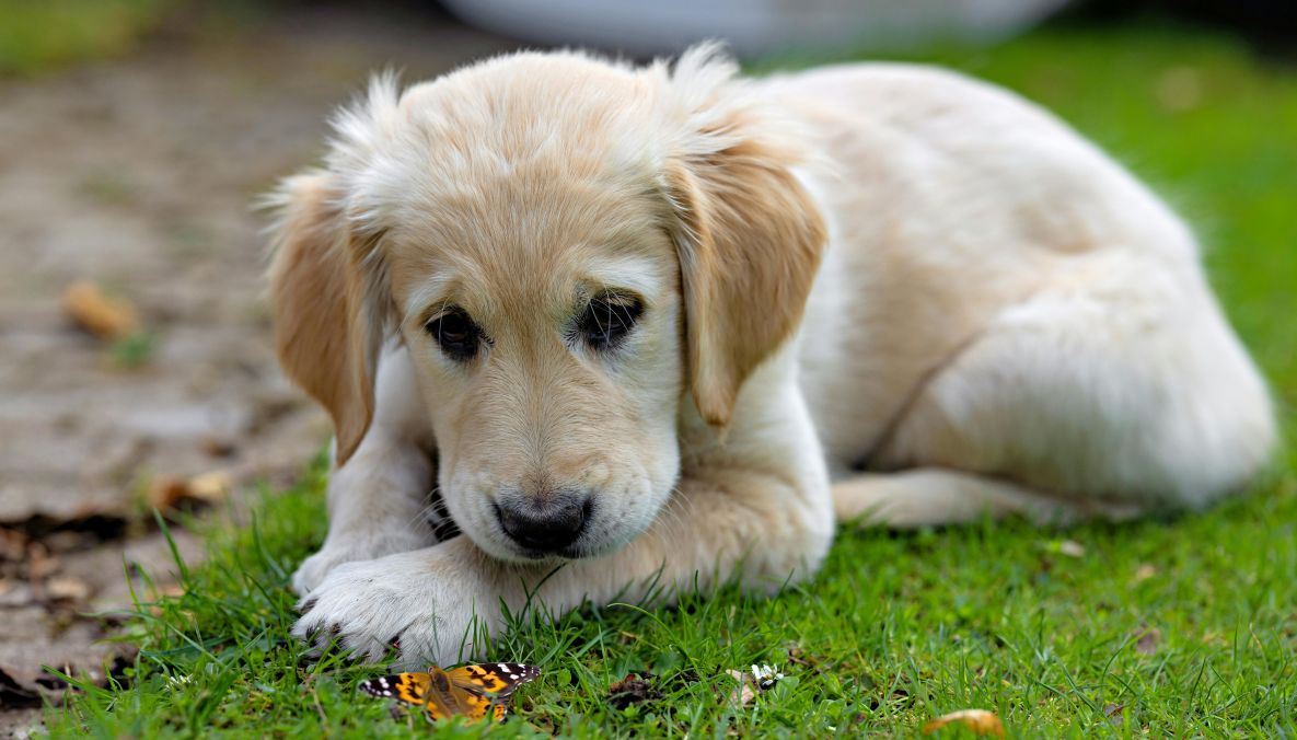 Best Training Treats for Puppies in 2025: A Comprehensive Guide