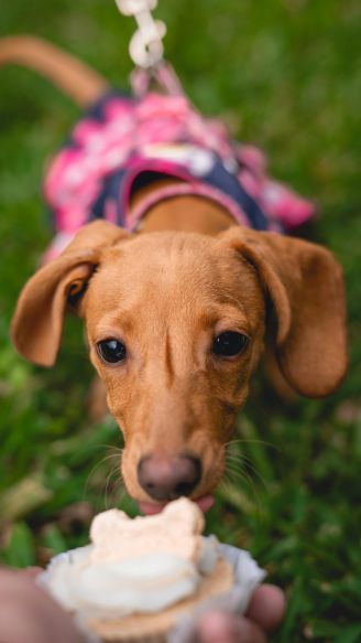 Single-Ingredient Dog Treats vs. Traditional Treats: Which Is Better?