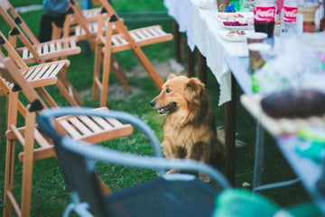 Summer BBQ Dog Treats: Recipes for the Whole Pack