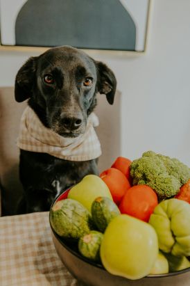 Easy No-Bake Treat Recipes for Dogs: Delicious, Quick, and Hassle-Free
