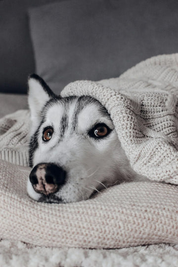 The Best Natural Dog Treats for Portland Pups Year-Round