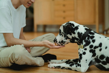 Best Training Treats for Portland Dog Owners: What Local Trainers Recommend
