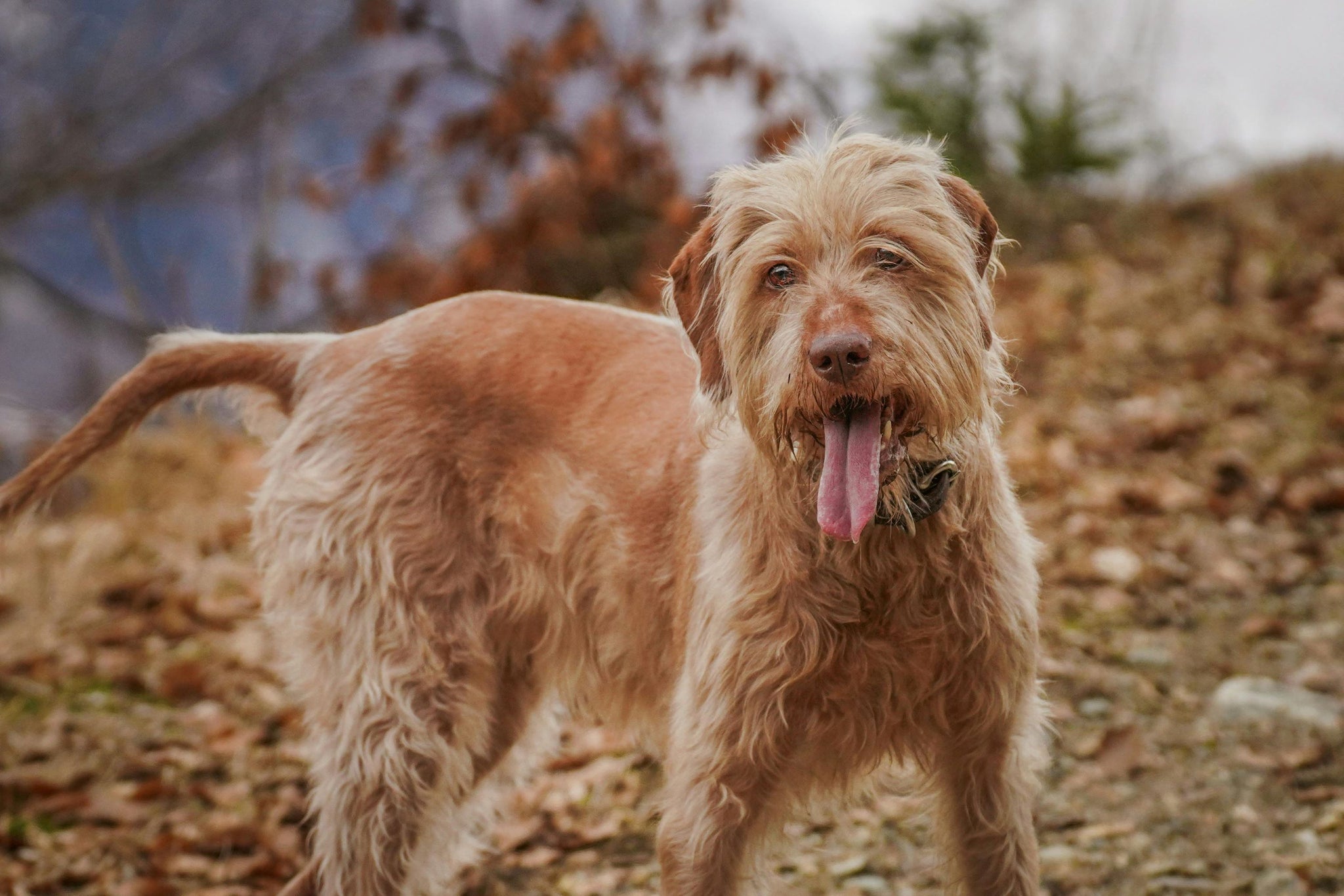 Why Jerky Treats Are a Dog’s Favorite Snack