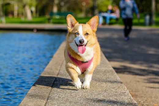 How to Use Treats for Positive Reinforcement Training