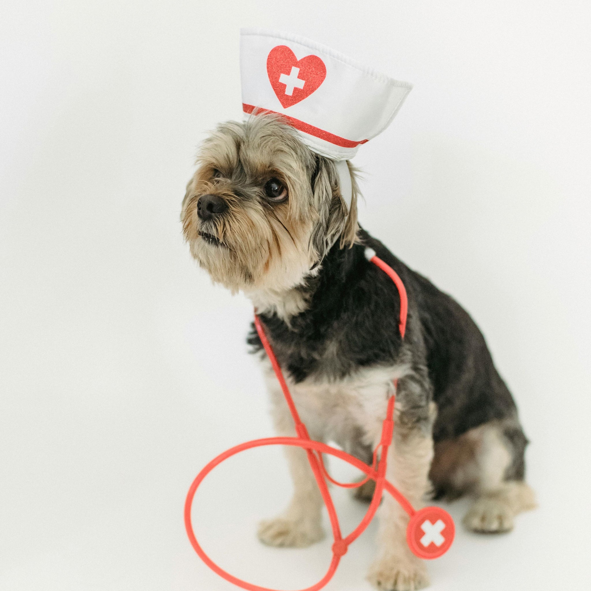 Treats for Dogs with Sensitive Stomachs