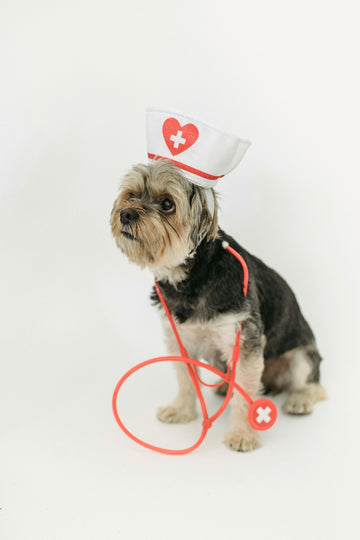 Treats for Dogs with Sensitive Stomachs