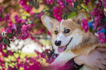 Why Grain-Free Dog Treats Are a Better Choice for Many Dogs