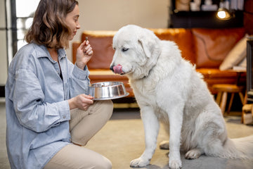 Best Low-Calorie Dog Treats for Dogs on a Weight Management Plan in the Northwest